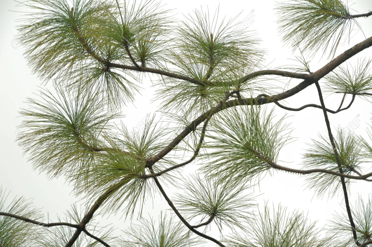 Pine Branches